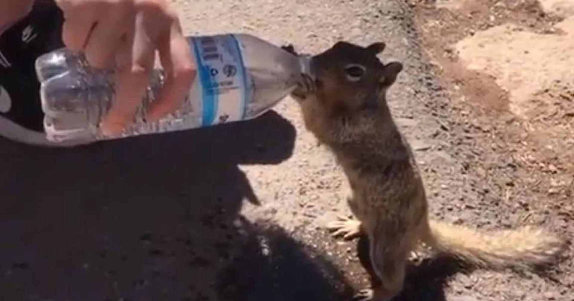 squirrel